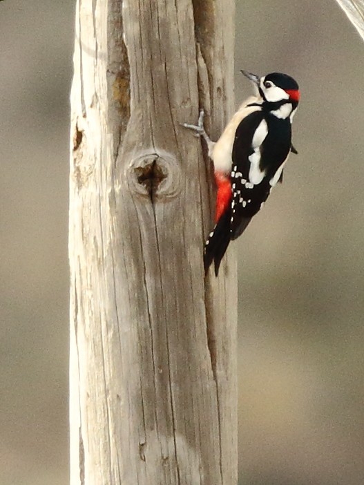 Great Spotted Woodpecker - ML125202701