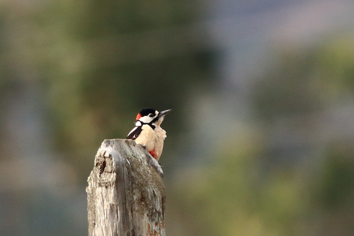 Great Spotted Woodpecker - ML125202711