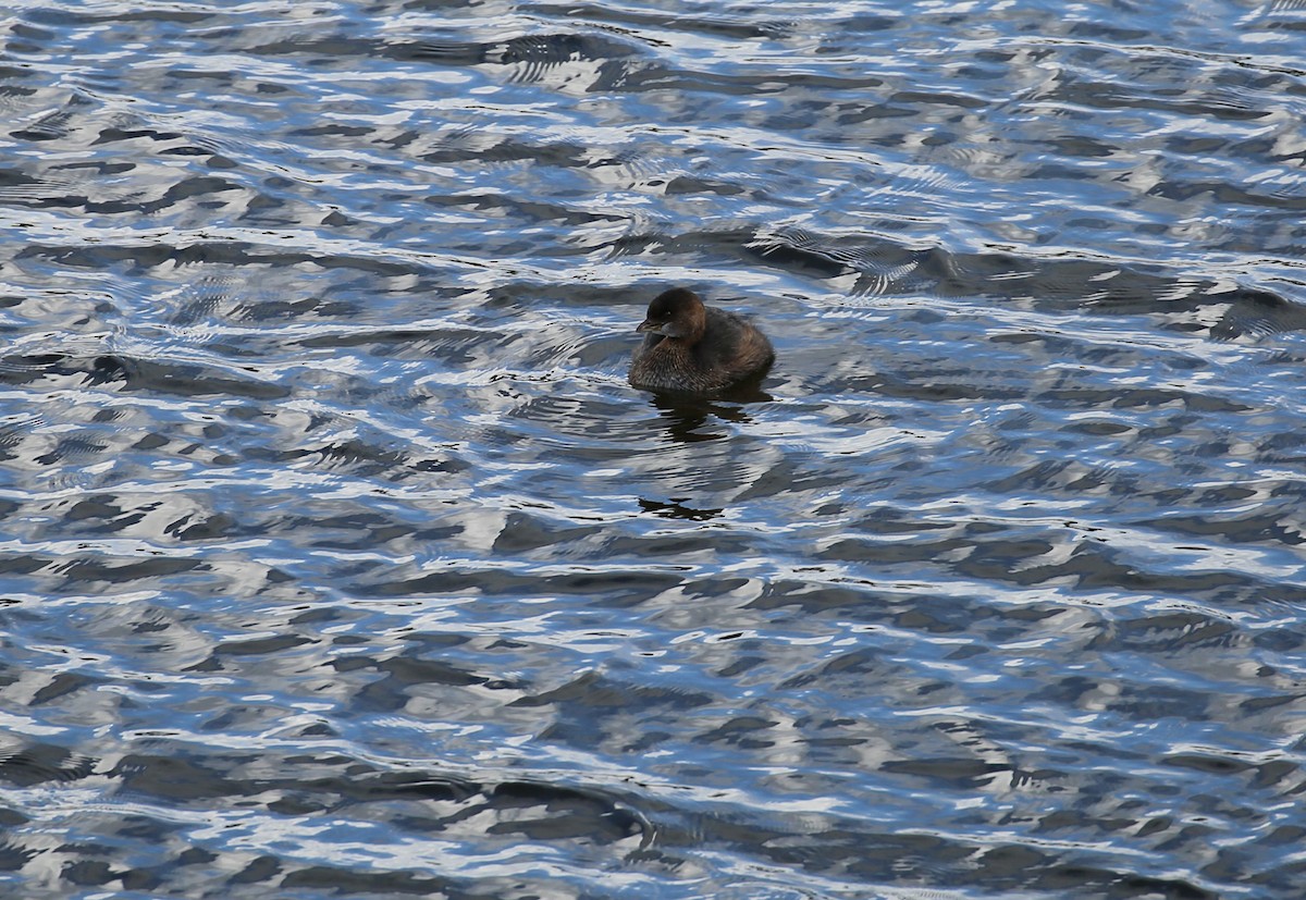Pied-billed Grebe - Keith Gress