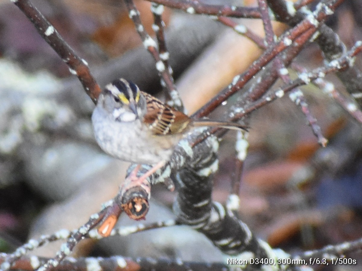 White-throated Sparrow - Kathy Mcallister
