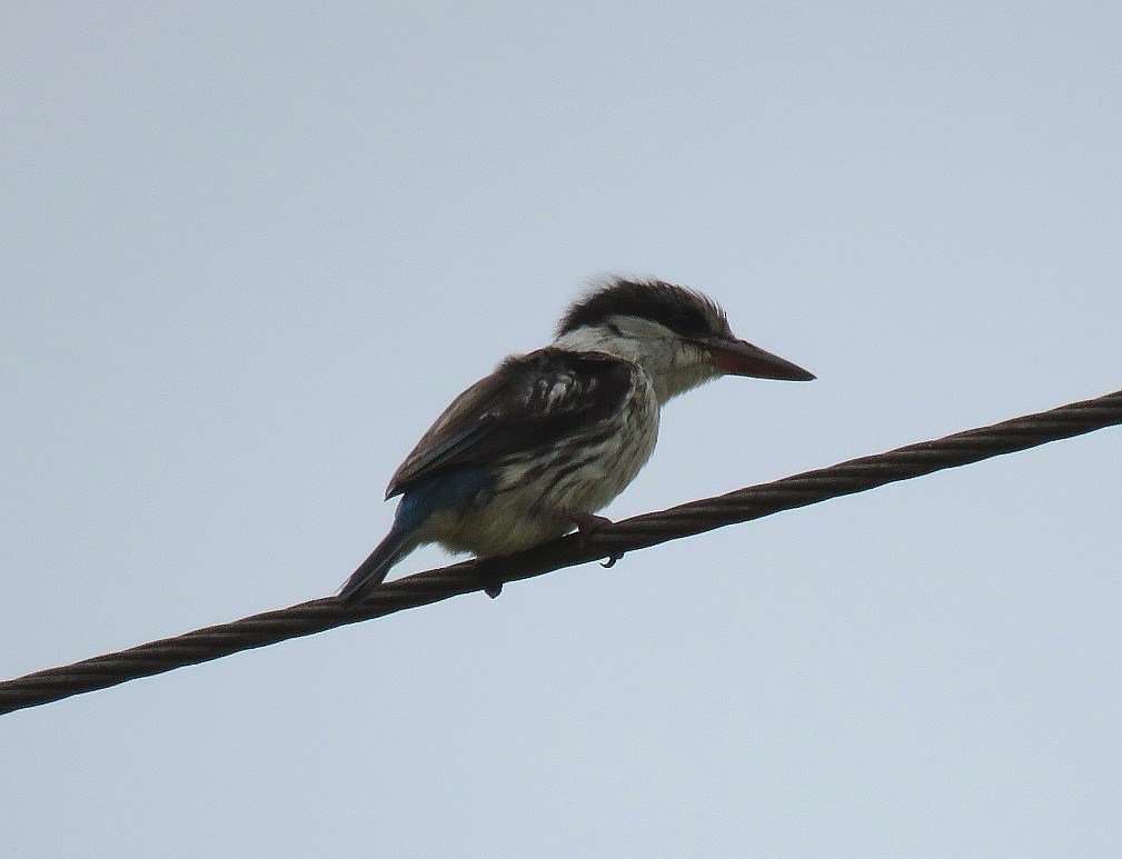 Striped Kingfisher - ML125213981
