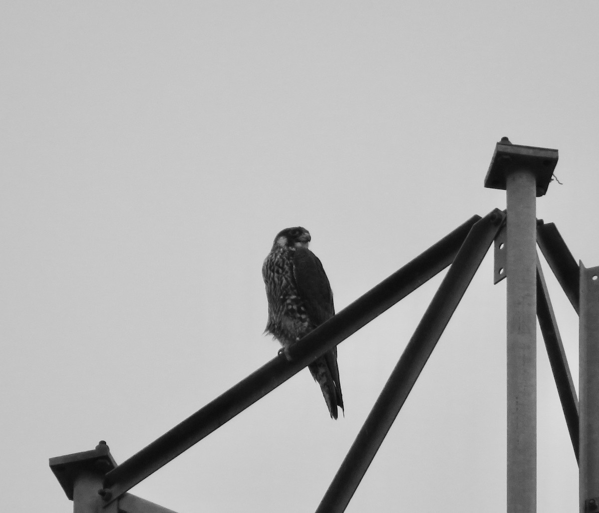 Peregrine Falcon (North American) - la h