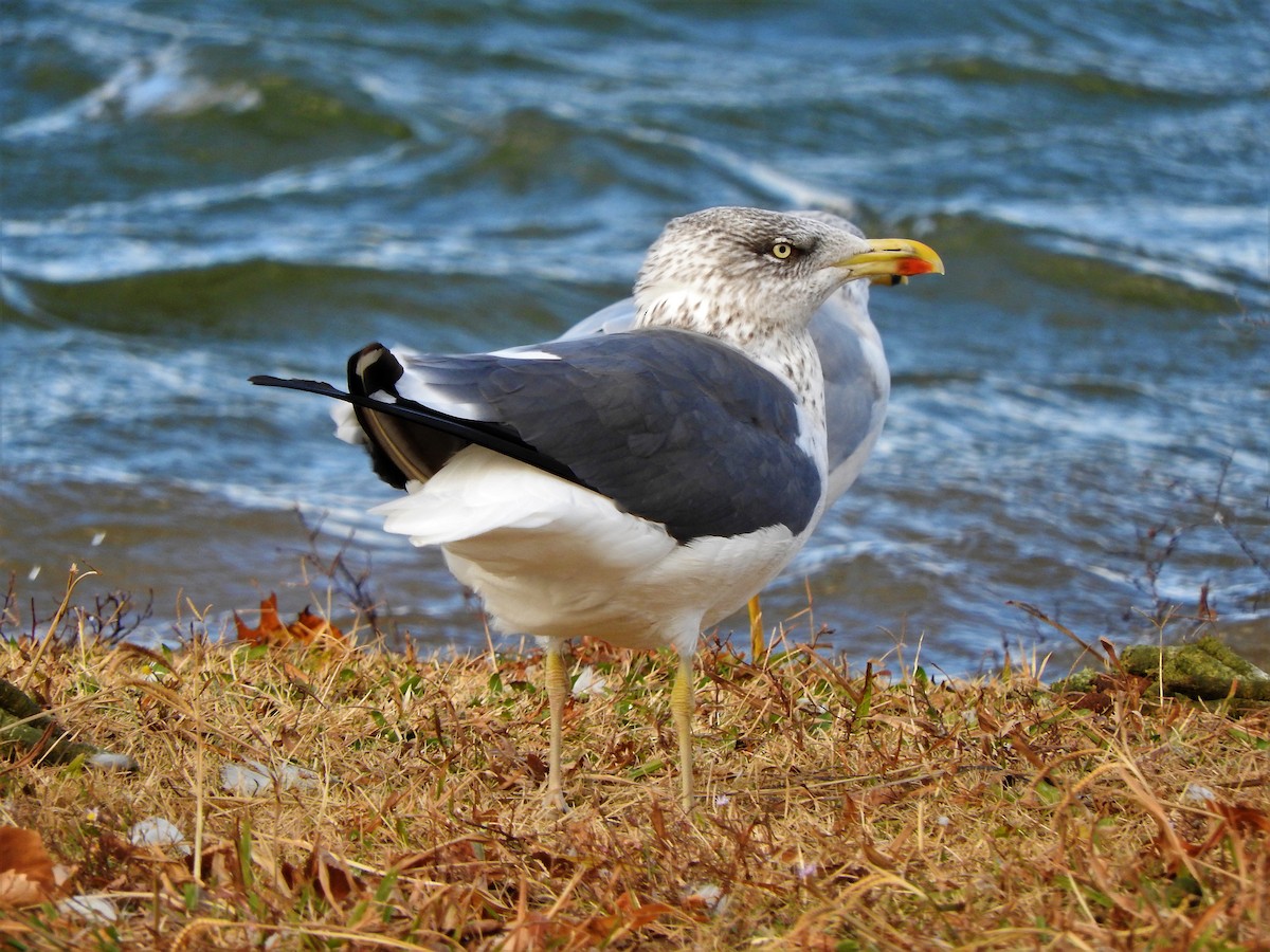 Lesser Black-backed Gull - Brian Marra