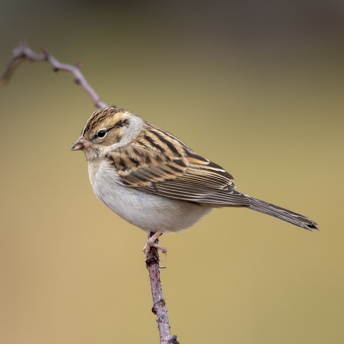 Chipping Sparrow - Leo McKillop