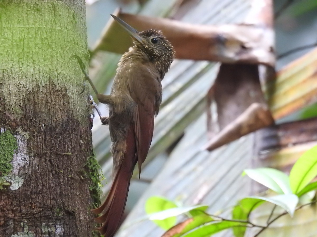 Ocellated Woodcreeper - Luis Rodriguez