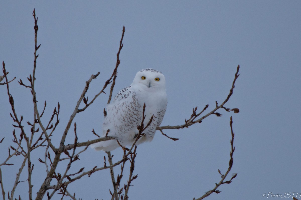 Snowy Owl - Josée St-Hilaire