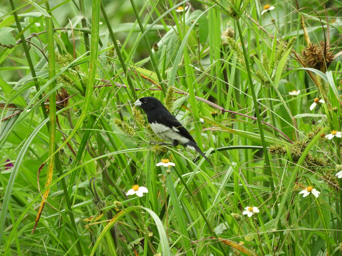 Black-and-white Seedeater - ML125223191