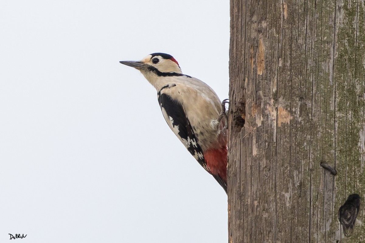 Syrian Woodpecker - ML125228121