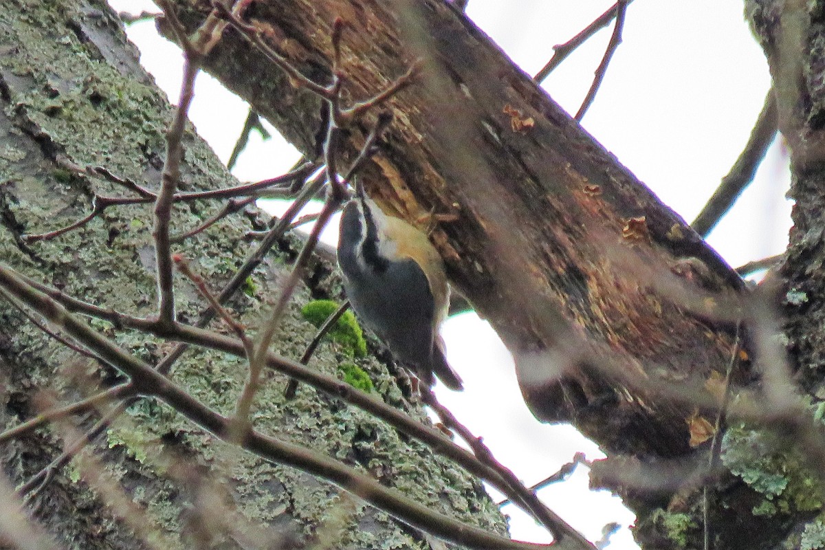 Red-breasted Nuthatch - A. Laquidara