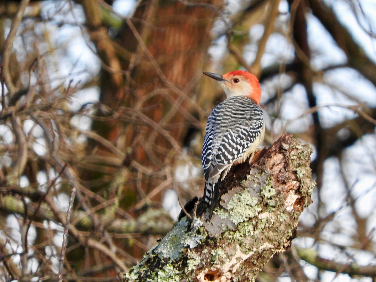 Red-bellied Woodpecker - ML125228751