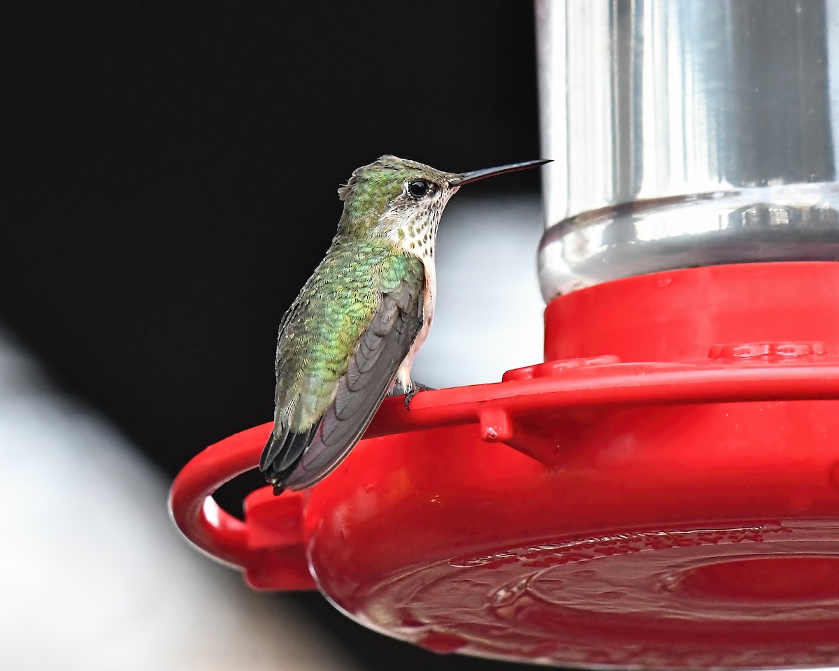 Calliope Hummingbird - Ed McAskill