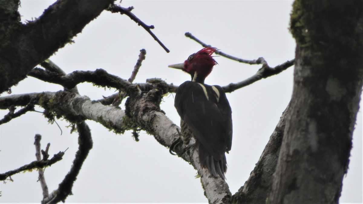 Pale-billed Woodpecker - Mark Gorges