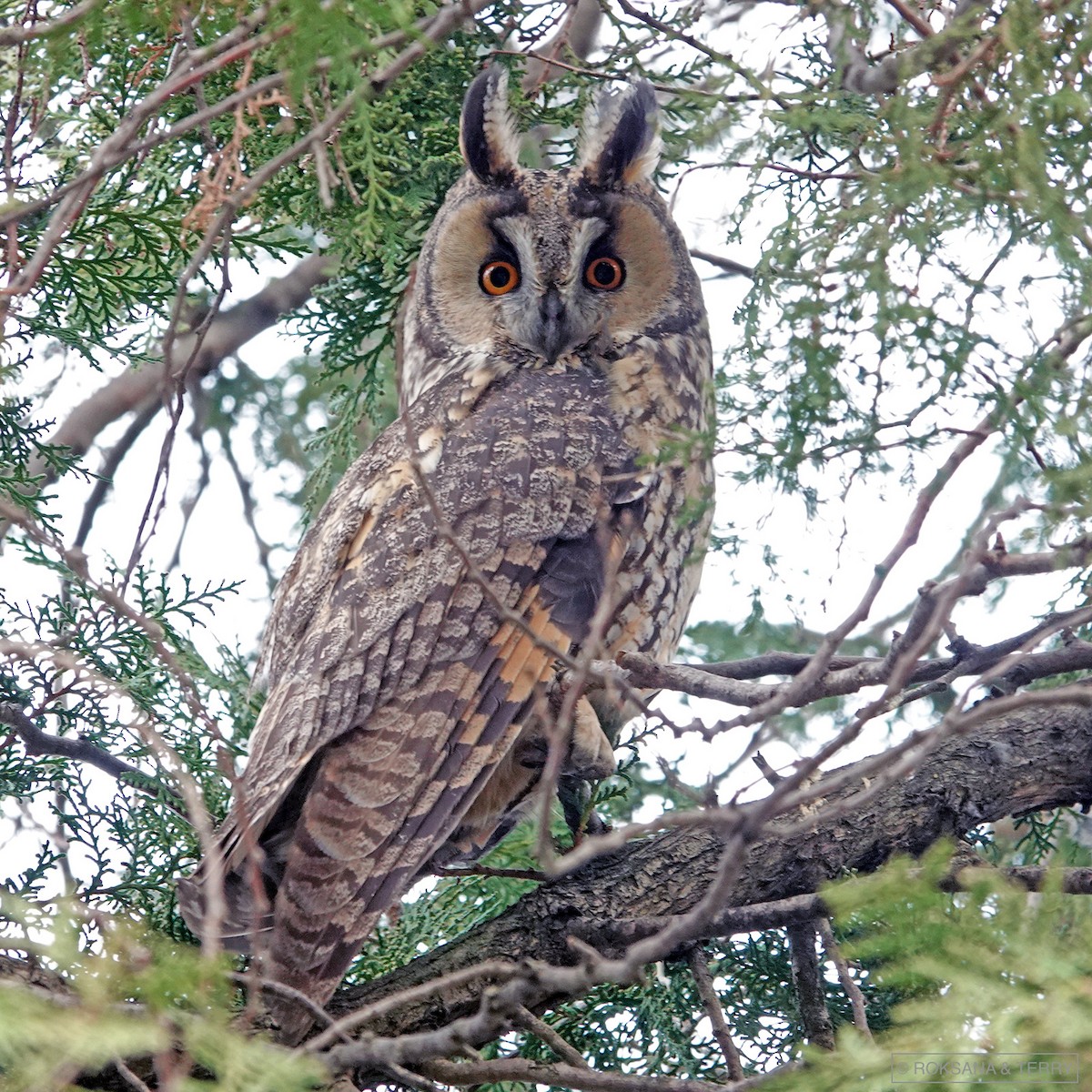 Long-eared Owl - Roksana and Terry
