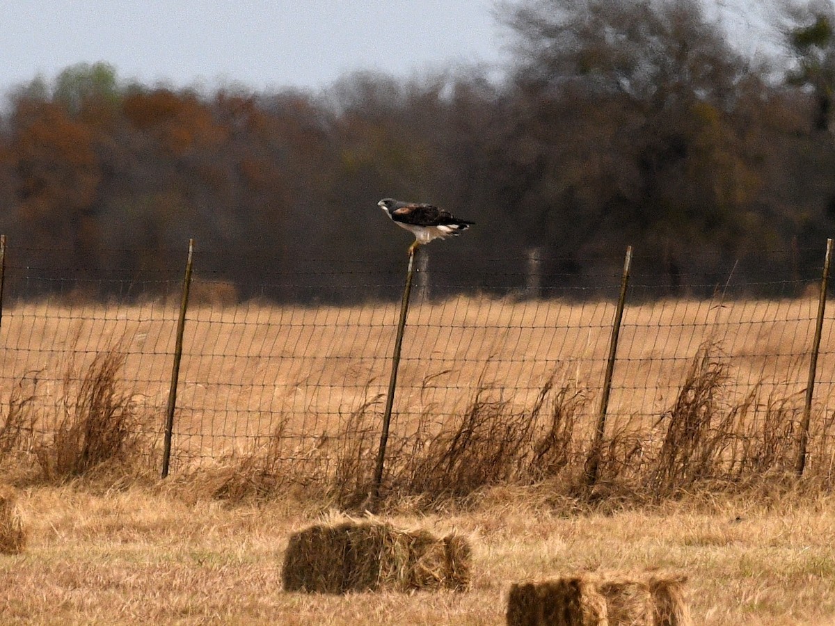 ML125236001 - White-tailed Hawk - Macaulay Library