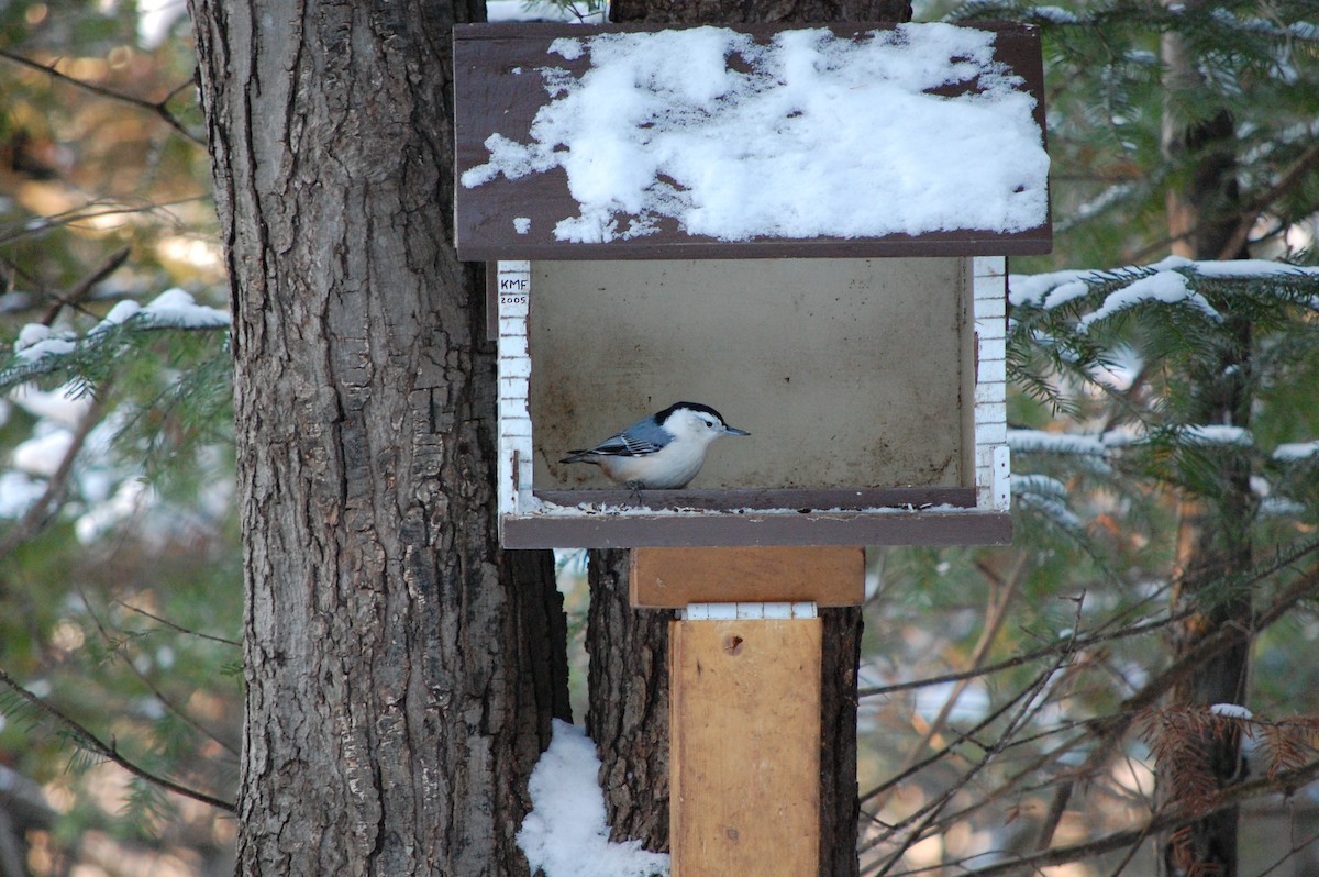 White-breasted Nuthatch - ML125237341