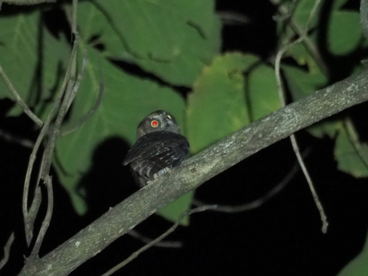 White-browed Owl - Kelly Siderio
