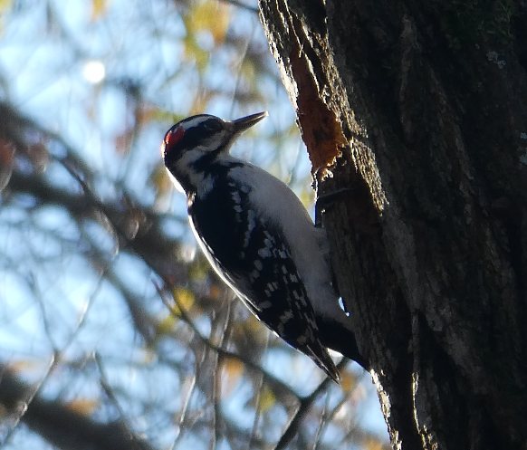 Hairy Woodpecker - Greenbelt  Marc