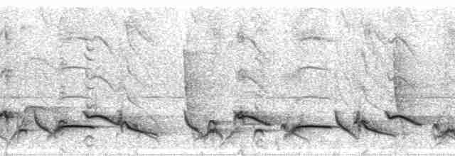 Oriole à queue jaune - ML12524