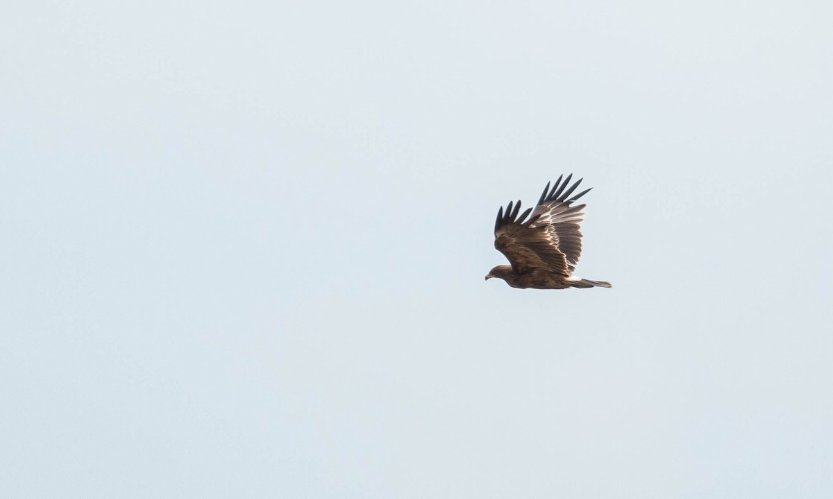 Greater Spotted Eagle - Paul Fenwick
