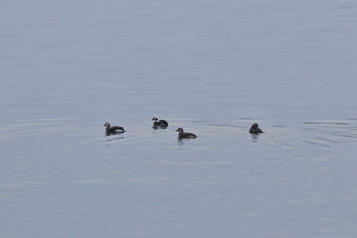 Long-tailed Duck - ML125240431
