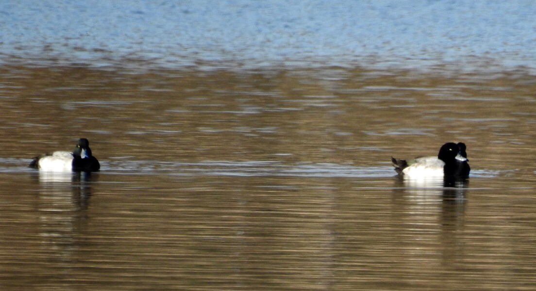 Greater Scaup - ML125243801