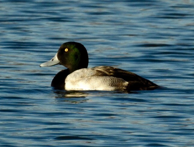 Greater Scaup - ML125243811