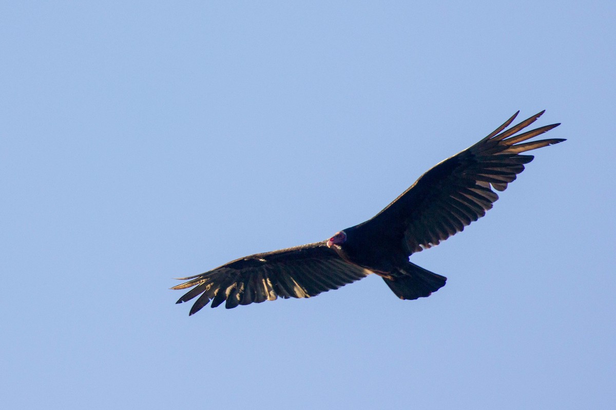Turkey Vulture - ML125249111