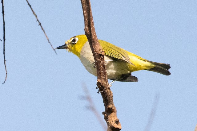 Swinhoe's White-eye