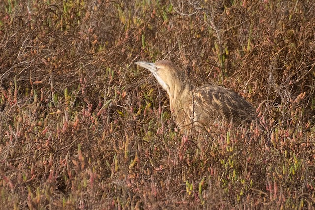 American Bittern