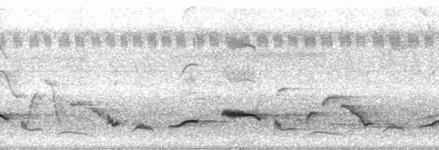 Oriole à queue jaune - ML12526
