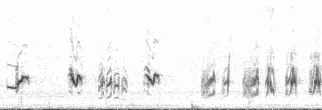 Cuitlacoche Pálido (lecontei/macmillanorum) - ML125263
