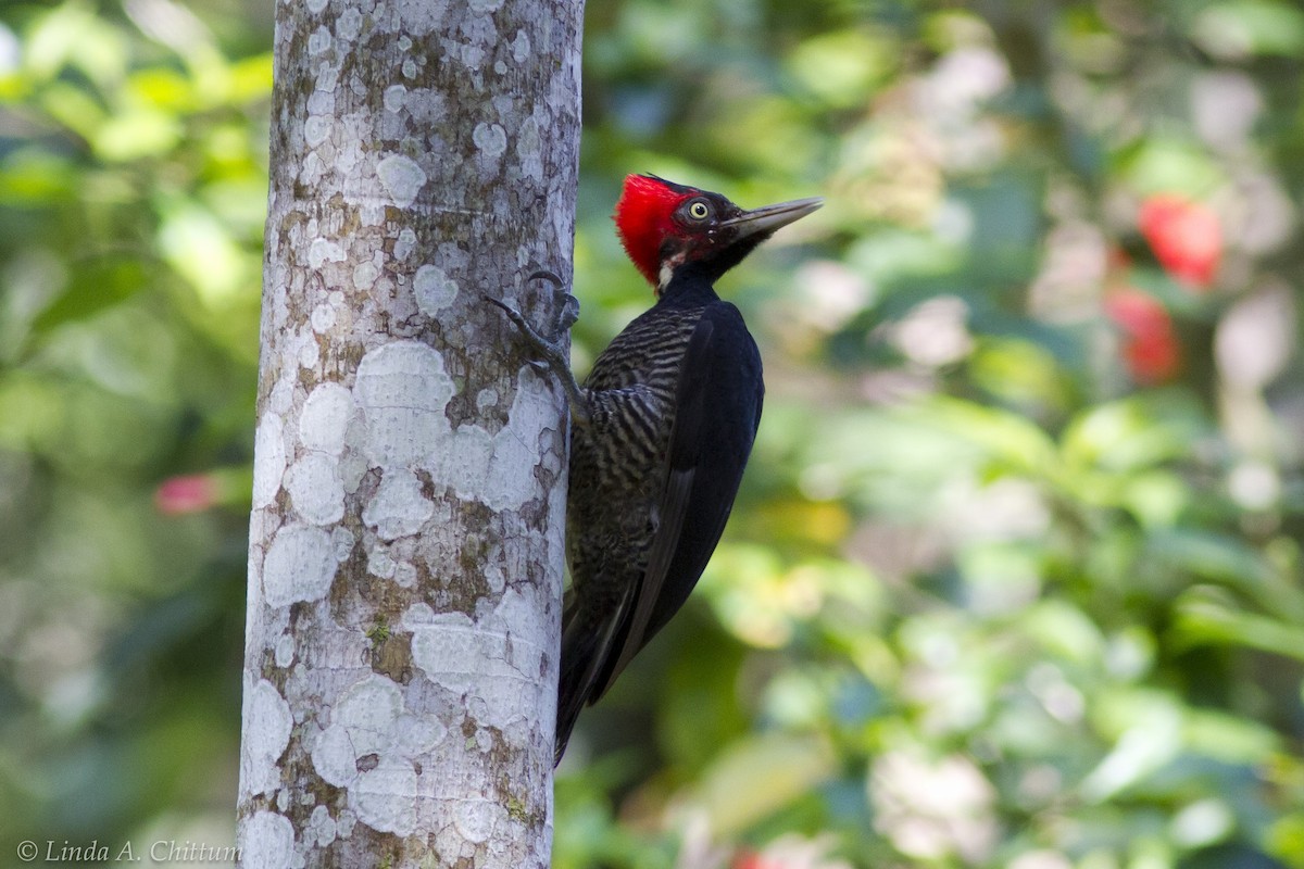 Pale-billed Woodpecker - Linda Chittum