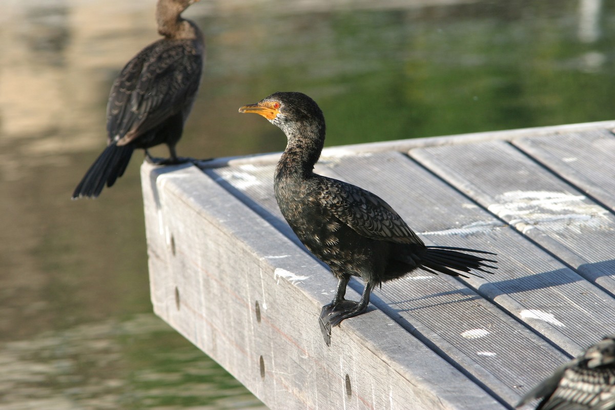 Crowned Cormorant - Don Roberson