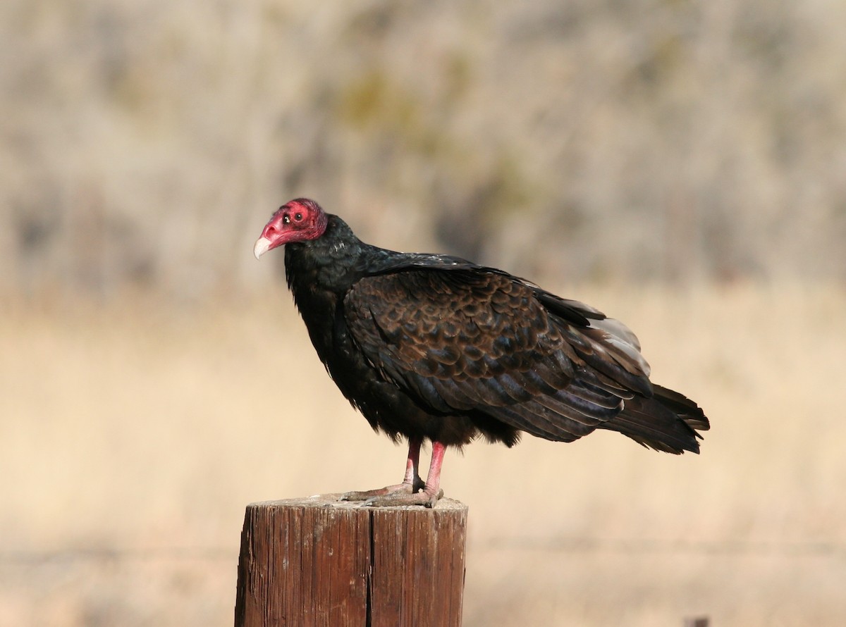 Turkey Vulture - Tom Benson