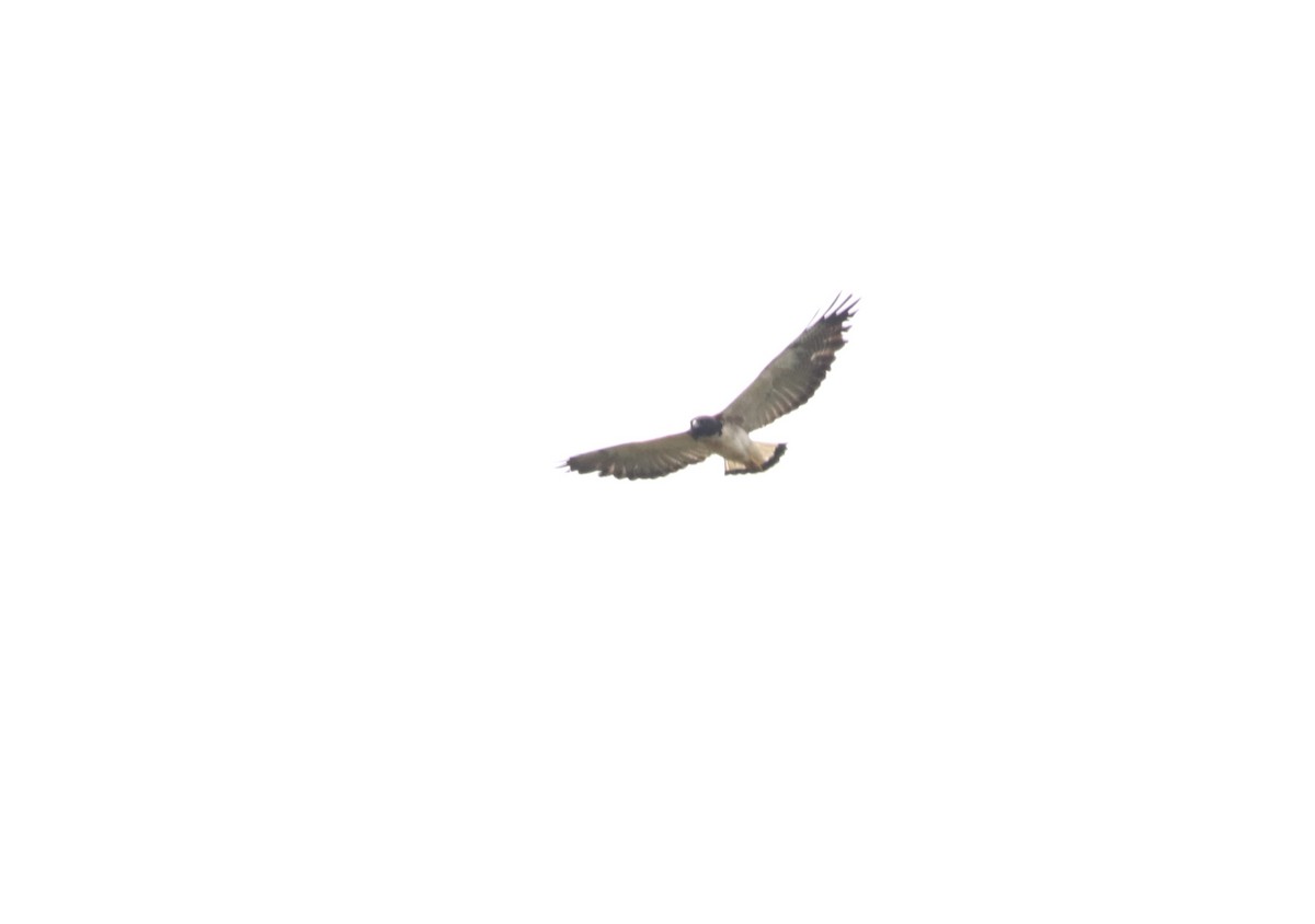 White-tailed Hawk - ML125274701