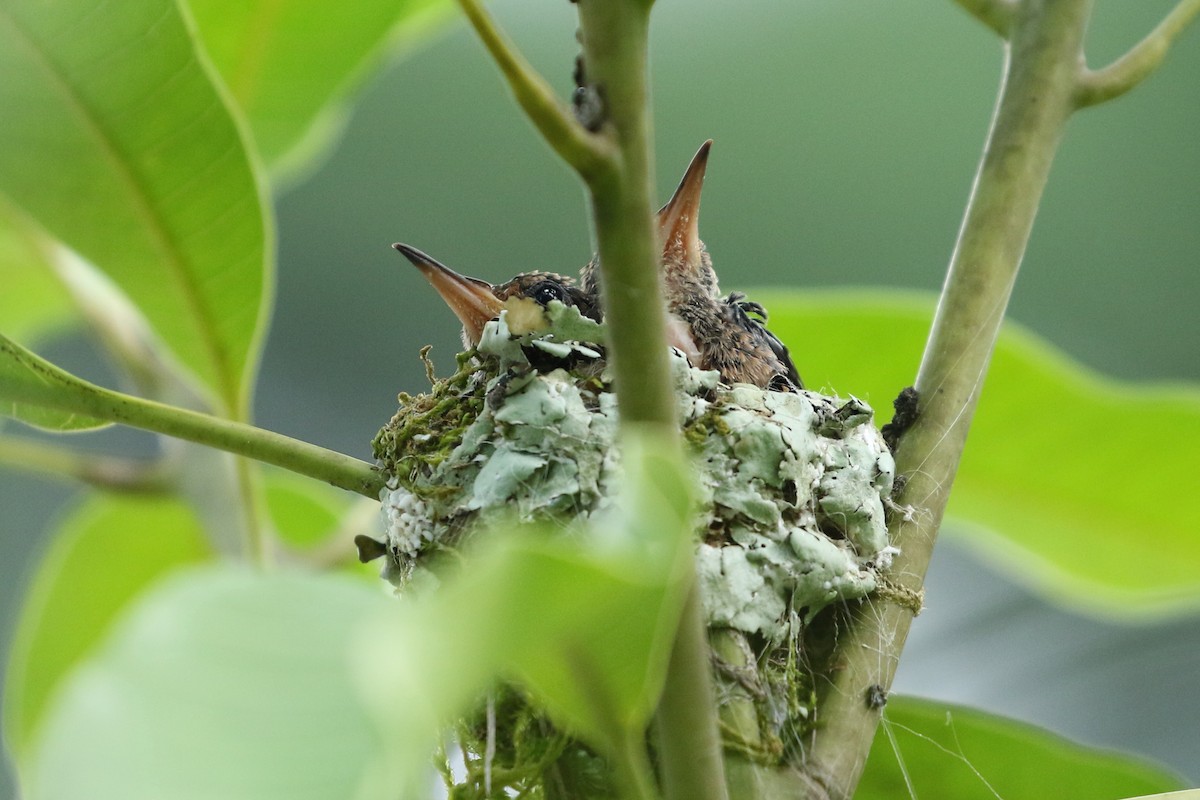 Rufous-tailed Hummingbird - ML125275281
