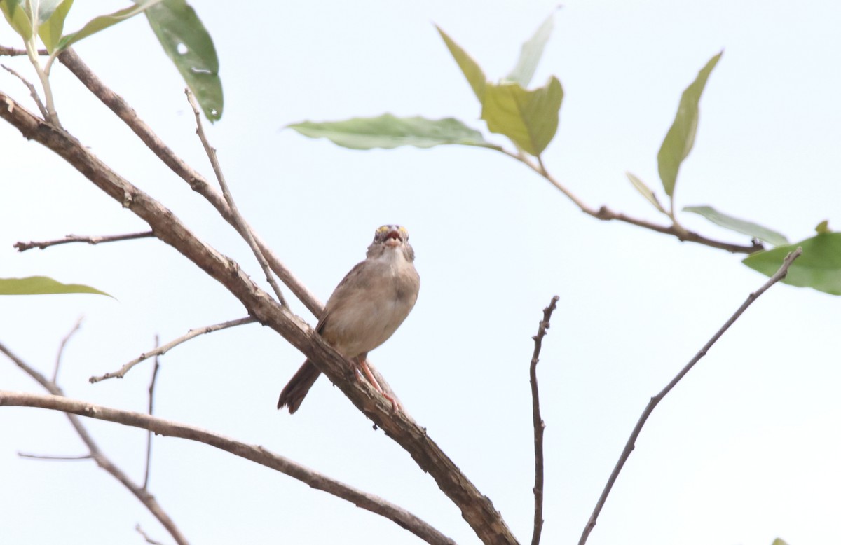 Grassland Sparrow - ML125275631