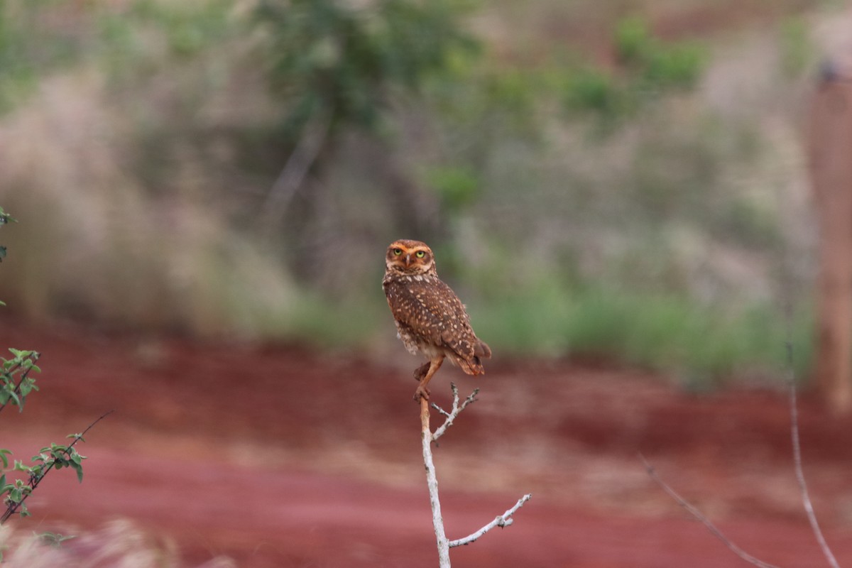 Burrowing Owl - ML125276411