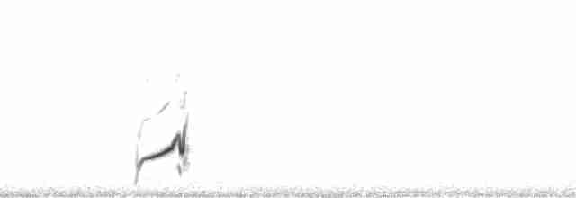 Cuitlacoche Pálido (lecontei/macmillanorum) - ML125278