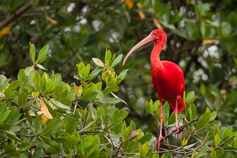 Scarlet Ibis - eBird