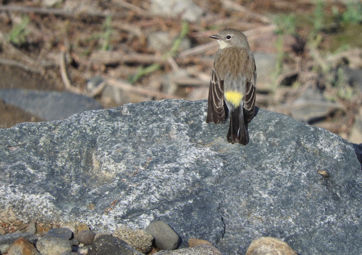 Yellow-rumped Warbler (Audubon's) - ML125281821