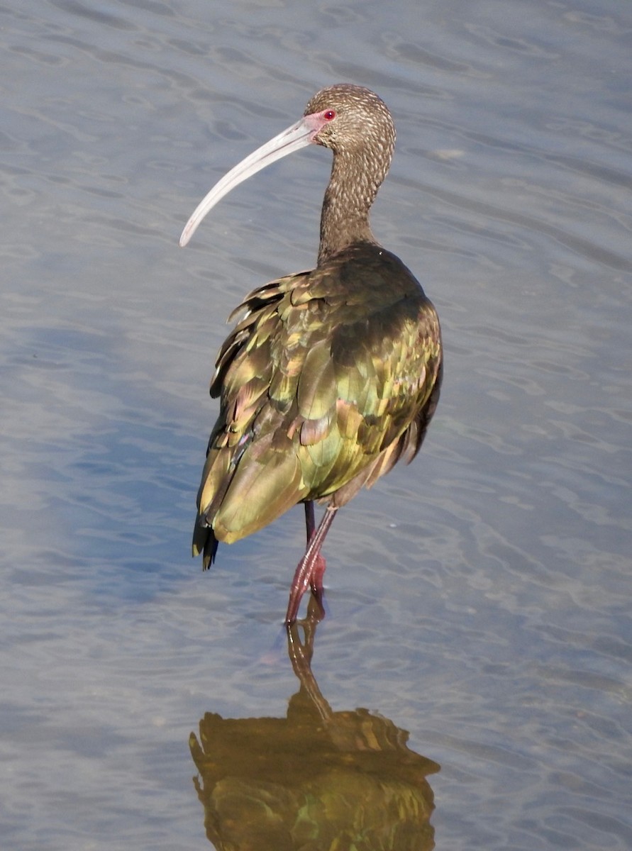 ibis americký - ML125282041