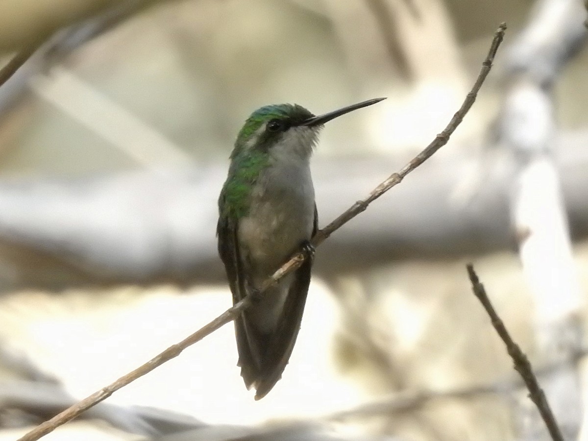 kolibřík modroocasý - ML125282081