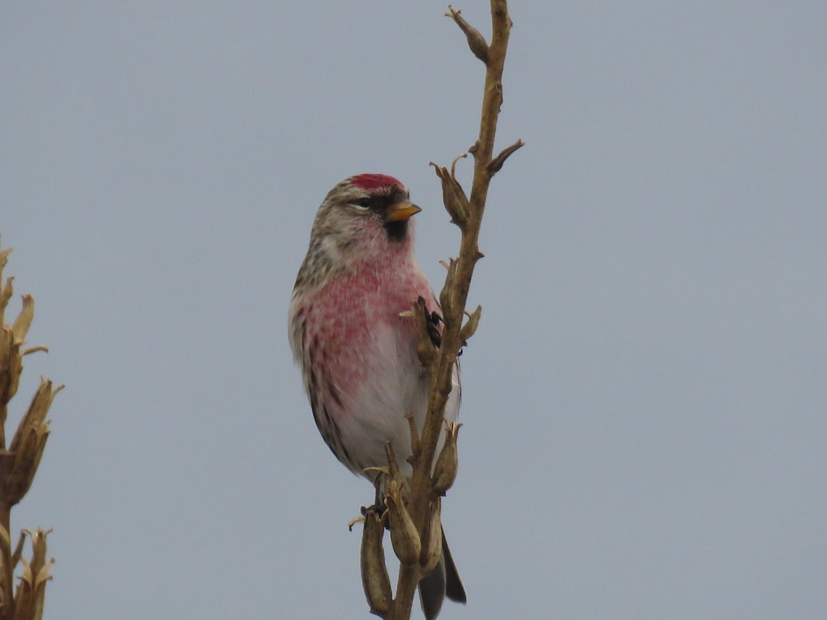 Common Redpoll - Kenneth Bishop
