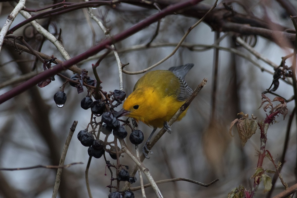 Prothonotary Warbler - Nathan Dubrow