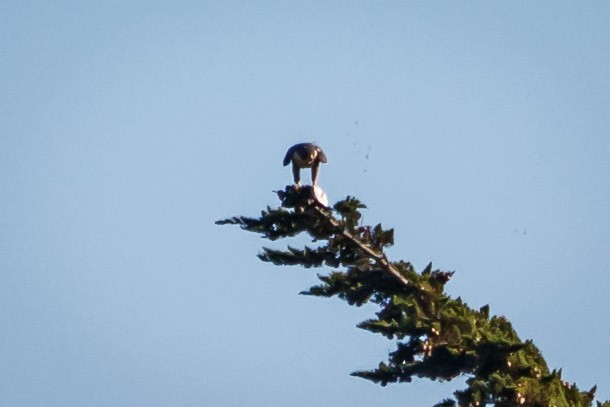 Peregrine Falcon (North American) - ML125287831
