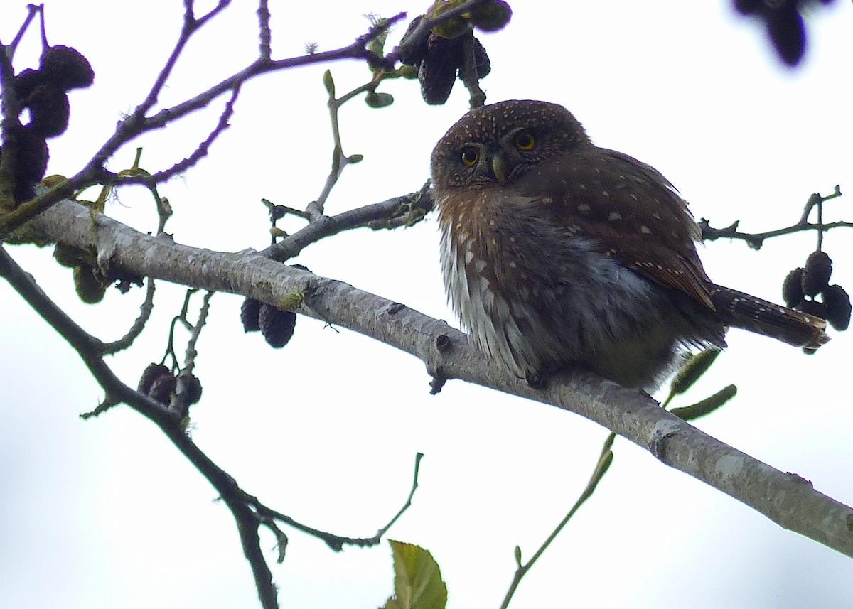 Northern Pygmy-Owl - ML125289051