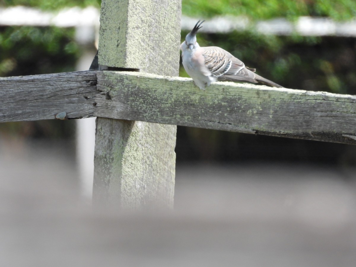 Crested Pigeon - ML125292431