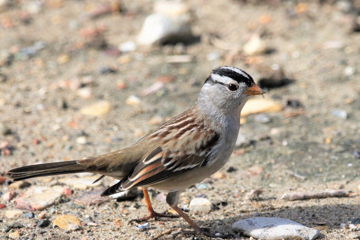 White-crowned Sparrow - Ann Vaughan