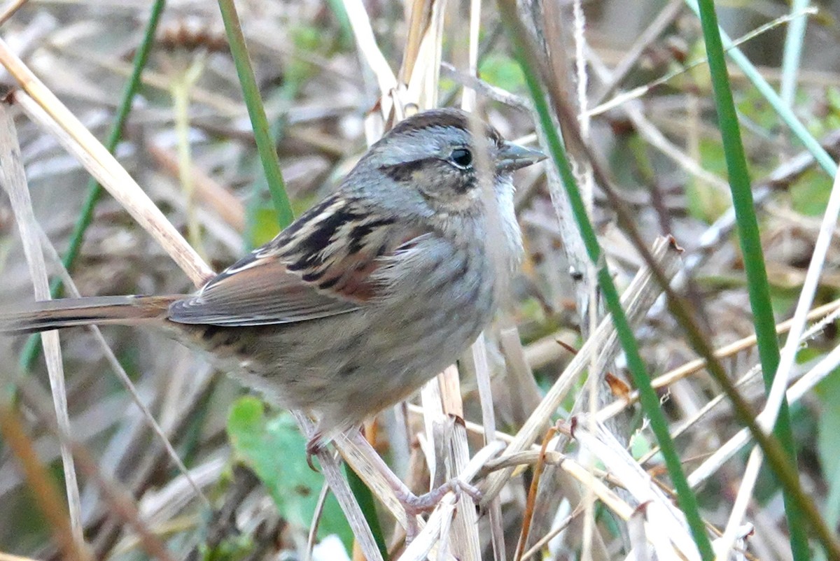 Swamp Sparrow - deborah grimes